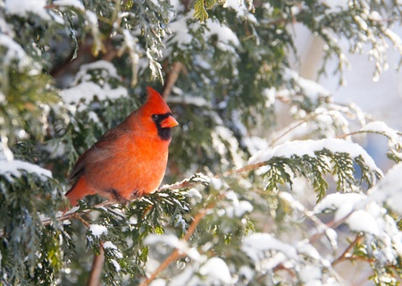 Keep the Winter Birds Warm This Season | Brother Tree Lawn Service