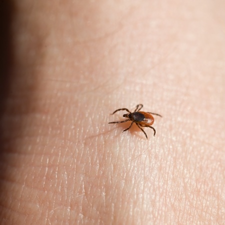 Officials Report High Incidence of Infected Ticks in Connecticut ...