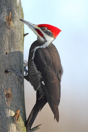 Keep Woodpeckers From Damaging Your Property With These Tips | Brother ...