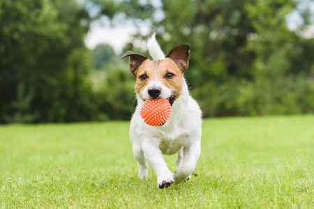 how to stop dog urine ruining grass